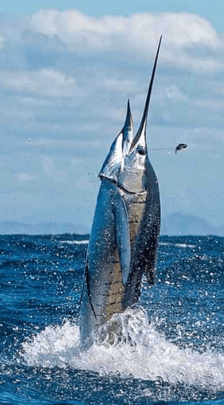 Fishing in Costa Rica - Deep Blue Yacht Supply